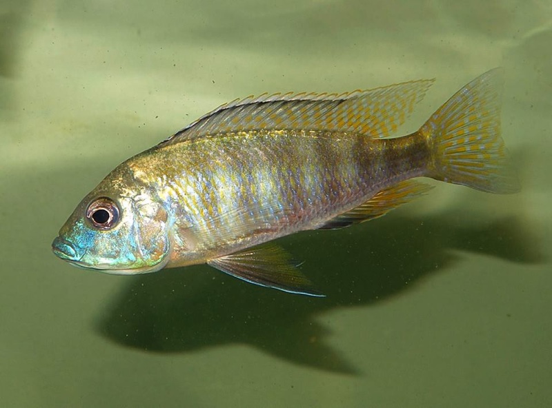 Mylochromis subocularis